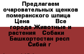 Предлагаем очаровательных щенков померанского шпица › Цена ­ 15 000 - Все города Животные и растения » Собаки   . Башкортостан респ.,Сибай г.